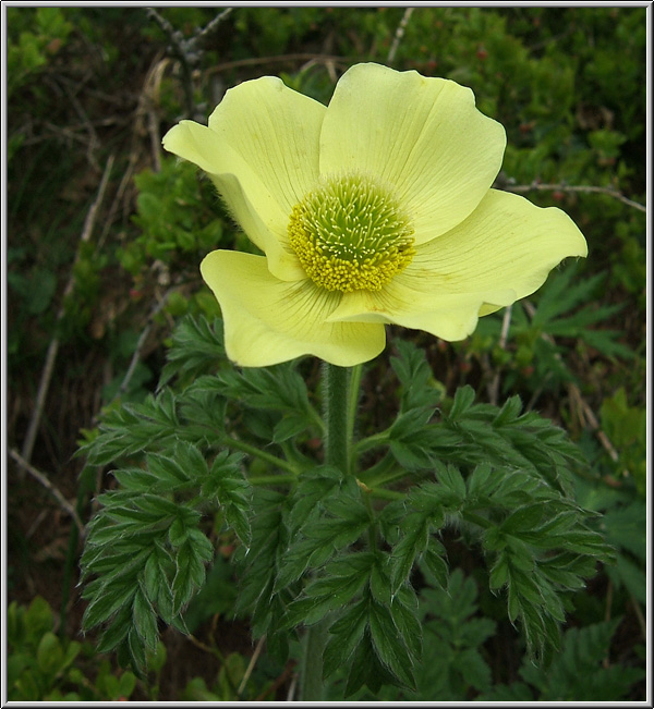 Safari botanico all''Alpe Devero